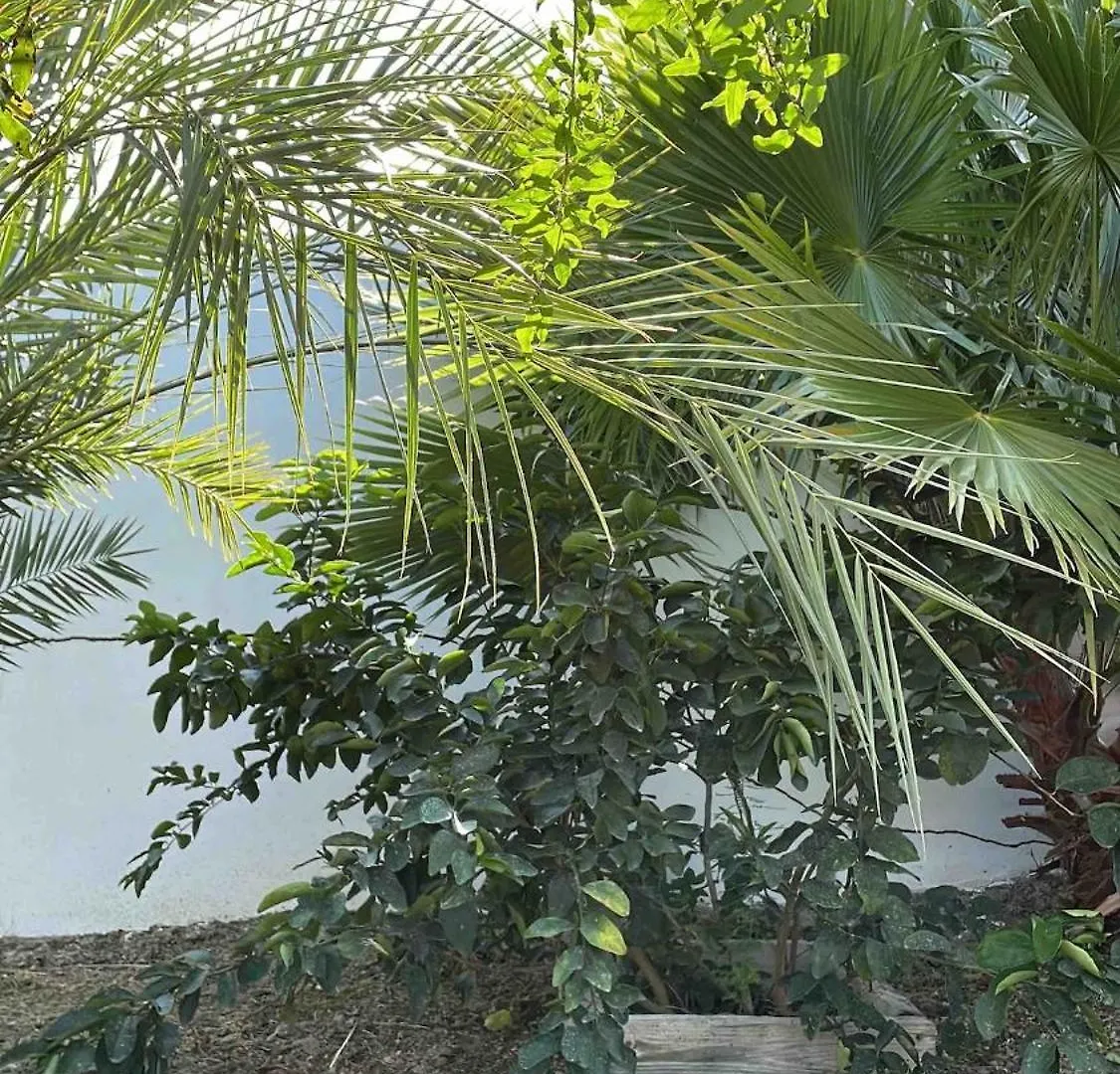 Boho Garden Palm Stylish Tropical Apartment Jan Thiel