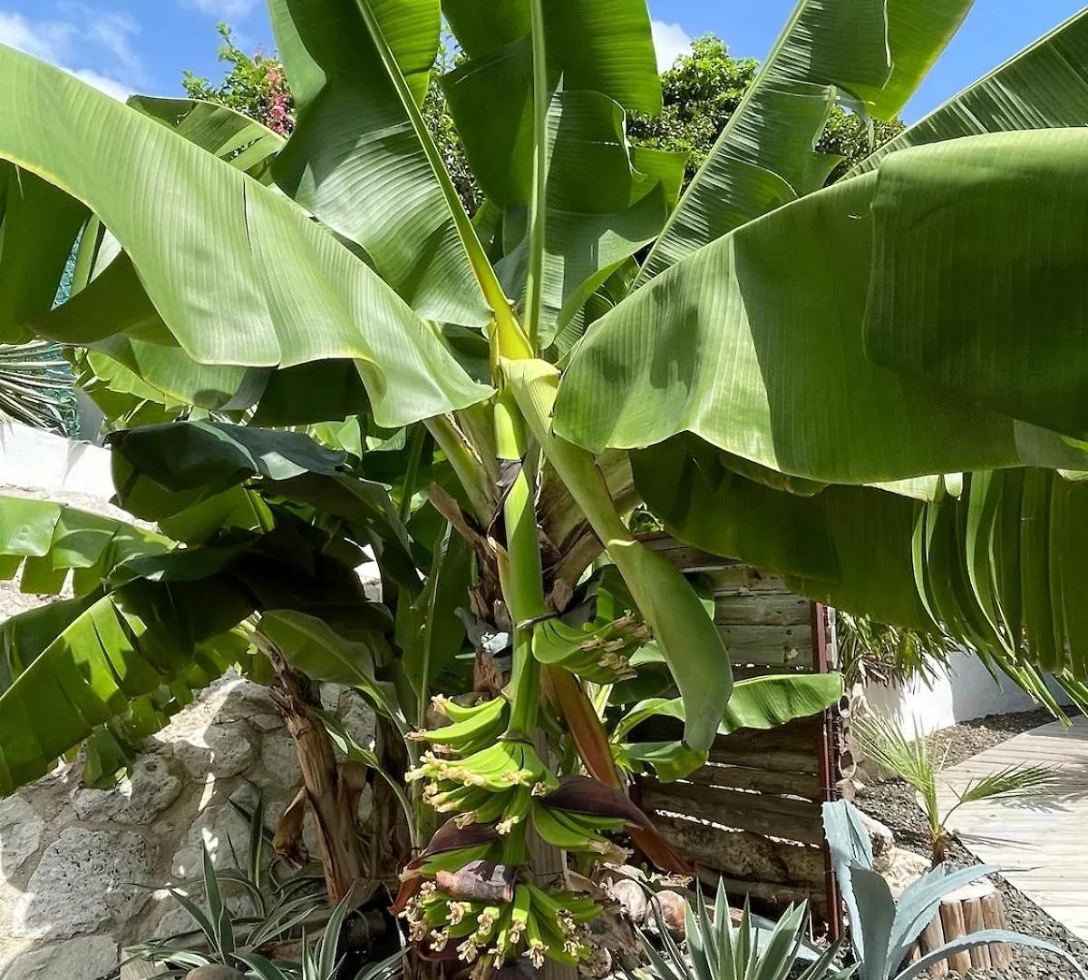 Boho Garden Palm Stylish Tropical Apartment Jan Thiel Curacao